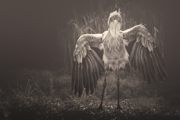 Những loài động vật vô cùng kỳ lạ, có thật trên Trái đất - Hình 6 Nhung loai dong vat vo cung ky la, co that tren Trai dat-Hinh-6