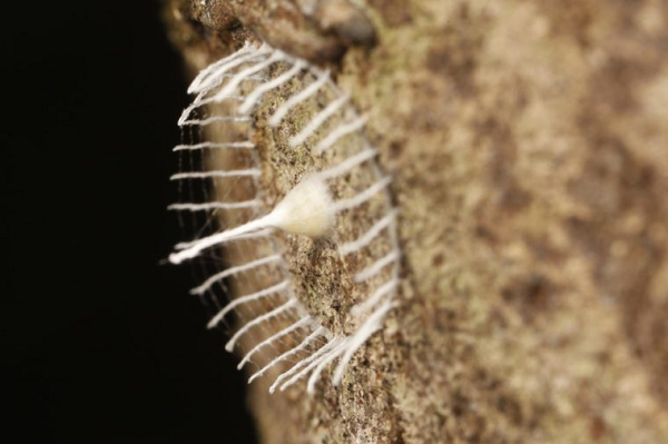 Rừng già Amazon và những bí ẩn trăm năm đầy rẫy nguy hiểm - Hình 6 Rung gia Amazon va nhung bi an tram nam day ray nguy hiem-Hinh-6