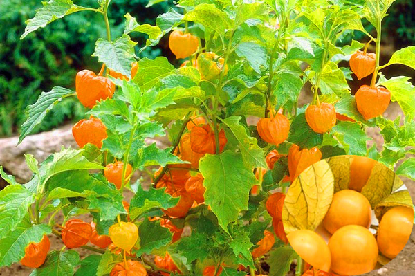 Thú vị những loại quả kỳ lạ nhất hành tinh - Hình 2 Thu vi nhung loai qua ky la nhat hanh tinh-Hinh-2