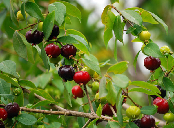 Thú vị những loại quả kỳ lạ nhất hành tinh - Hình 6 Thu vi nhung loai qua ky la nhat hanh tinh-Hinh-6