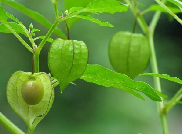 Thú vị những loại quả kỳ lạ nhất hành tinh Thu vi nhung loai qua ky la nhat hanh tinh