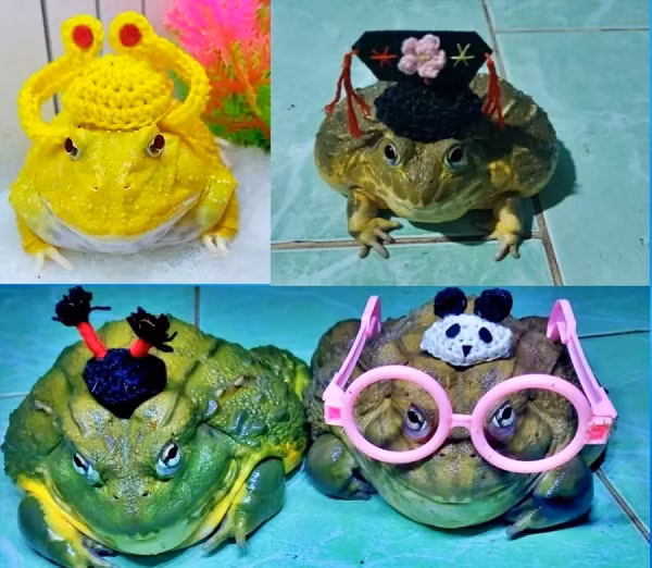 Dan Viet chi tien “khung” san lung ...ech ve nuoi lam thu cung-Hinh-11