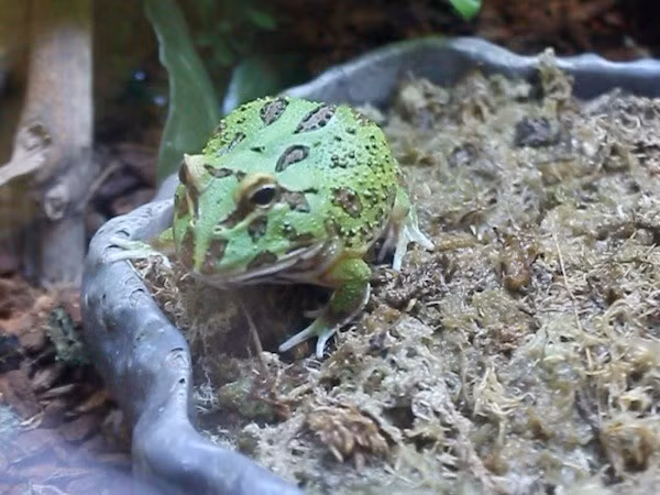 Dan Viet chi tien “khung” san lung ...ech ve nuoi lam thu cung-Hinh-3