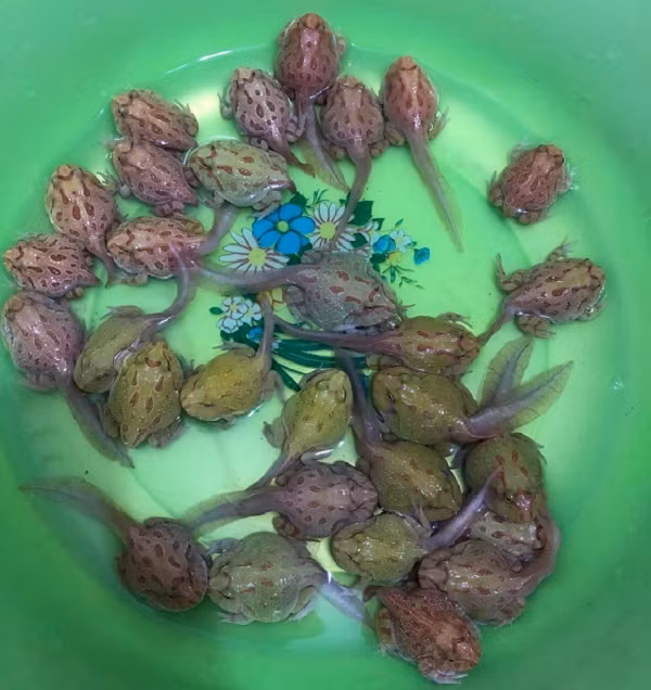 Dan Viet chi tien “khung” san lung ...ech ve nuoi lam thu cung-Hinh-7