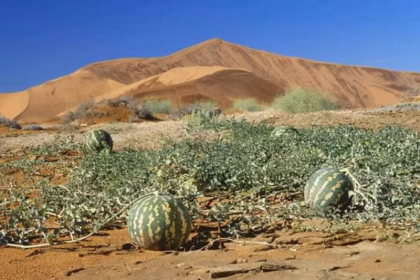 Dua hau moc la liet o sa mac nhung an vao coi chung di cap cuu