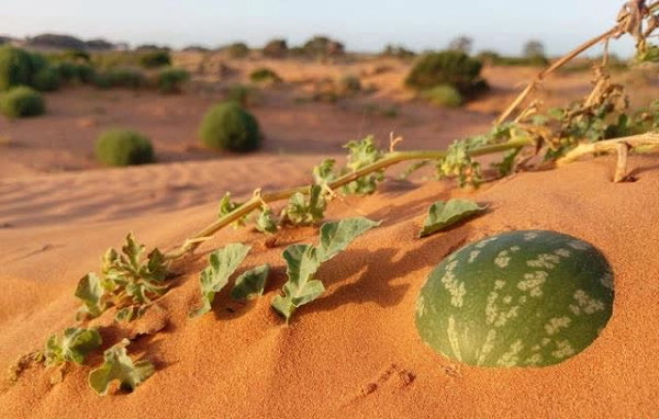 Dưa hấu mọc la liệt ở sa mạc nhưng ăn vào coi chừng đi cấp cứu - Hình 4 Dua hau moc la liet o sa mac nhung an vao coi chung di cap cuu-Hinh-4