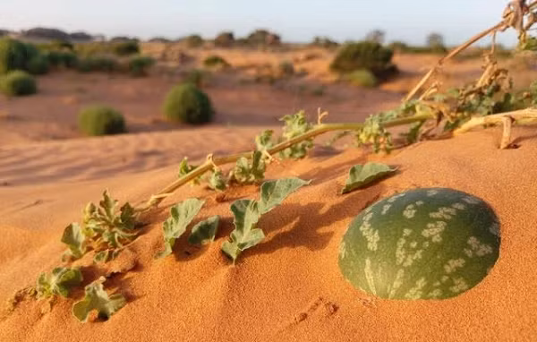 Dua hau moc la liet o sa mac nhung an vao coi chung di cap cuu-Hinh-4