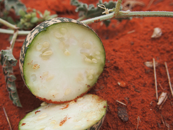 Dưa hấu mọc la liệt ở sa mạc nhưng ăn vào coi chừng đi cấp cứu - Hình 11 Dua hau moc la liet o sa mac nhung an vao coi chung di cap cuu-Hinh-11