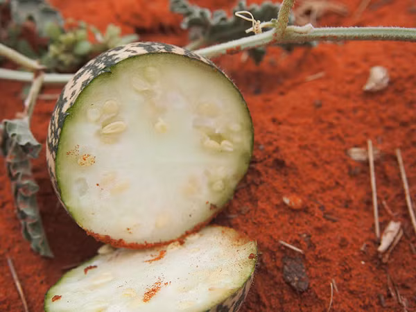 Dua hau moc la liet o sa mac nhung an vao coi chung di cap cuu-Hinh-11