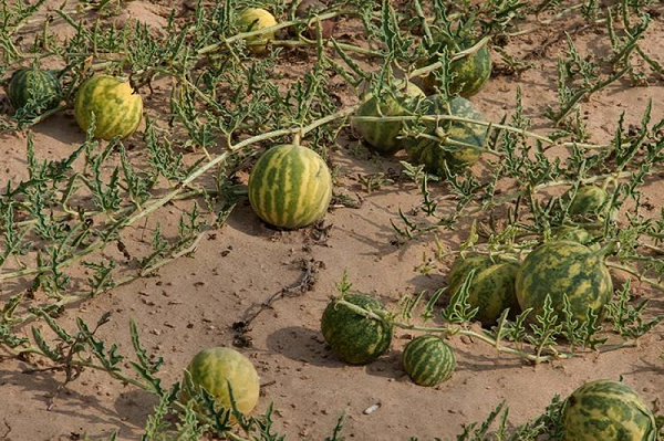 Dưa hấu mọc la liệt ở sa mạc nhưng ăn vào coi chừng đi cấp cứu - Hình 5 Dua hau moc la liet o sa mac nhung an vao coi chung di cap cuu-Hinh-5