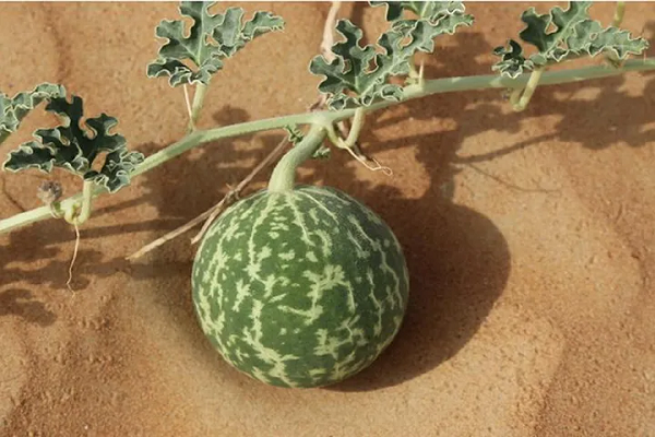 Dưa hấu mọc la liệt ở sa mạc nhưng ăn vào coi chừng đi cấp cứu - Hình 6 Dua hau moc la liet o sa mac nhung an vao coi chung di cap cuu-Hinh-6