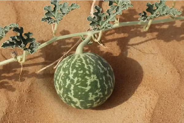 Dua hau moc la liet o sa mac nhung an vao coi chung di cap cuu-Hinh-6