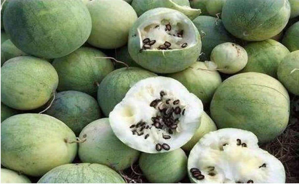 Dưa hấu mọc la liệt ở sa mạc nhưng ăn vào coi chừng đi cấp cứu - Hình 12 Dua hau moc la liet o sa mac nhung an vao coi chung di cap cuu-Hinh-12