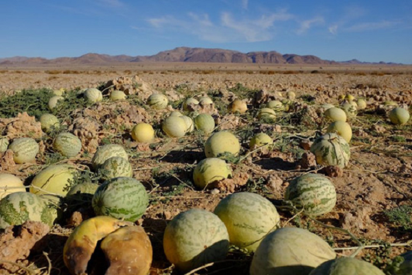 Dưa hấu mọc la liệt ở sa mạc nhưng ăn vào coi chừng đi cấp cứu - Hình 9 Dua hau moc la liet o sa mac nhung an vao coi chung di cap cuu-Hinh-9