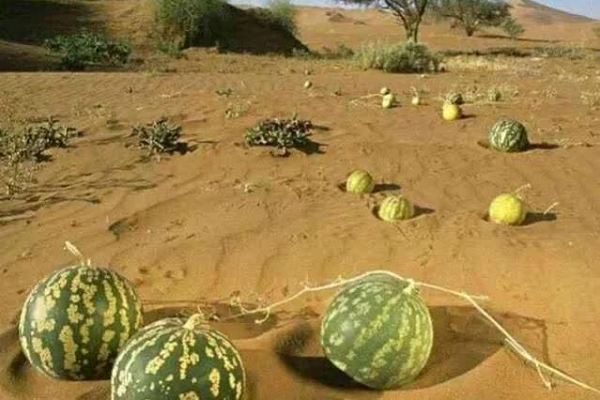 Dưa hấu mọc la liệt ở sa mạc nhưng ăn vào coi chừng đi cấp cứu - Hình 8 Dua hau moc la liet o sa mac nhung an vao coi chung di cap cuu-Hinh-8
