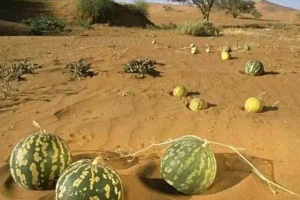 Dua hau moc la liet o sa mac nhung an vao coi chung di cap cuu-Hinh-8