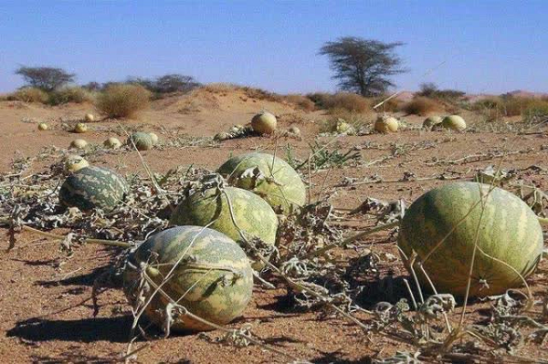 Dưa hấu mọc la liệt ở sa mạc nhưng ăn vào coi chừng đi cấp cứu - Hình 2 Dua hau moc la liet o sa mac nhung an vao coi chung di cap cuu-Hinh-2