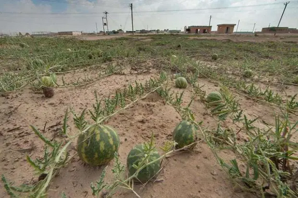 Dưa hấu mọc la liệt ở sa mạc nhưng ăn vào coi chừng đi cấp cứu - Hình 7 Dua hau moc la liet o sa mac nhung an vao coi chung di cap cuu-Hinh-7