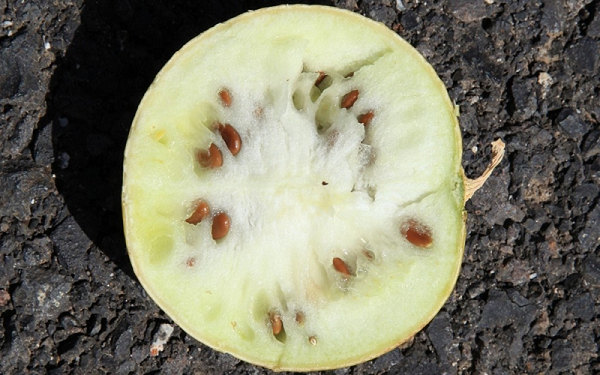 Dưa hấu mọc la liệt ở sa mạc nhưng ăn vào coi chừng đi cấp cứu - Hình 10 Dua hau moc la liet o sa mac nhung an vao coi chung di cap cuu-Hinh-10