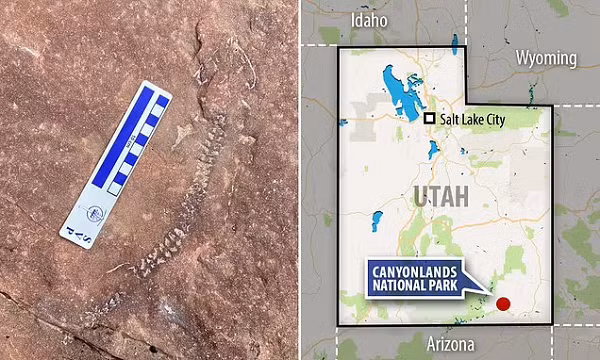 Phat hien sinh vat bi an hoa thach tren vach da bi xoi mon-Hinh-3