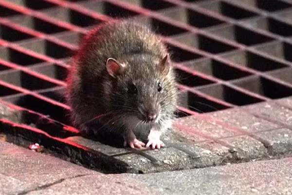 Cuc nong: Chuyen gia du bao dai dich tiep theo bat nguon tu chuot-Hinh-2