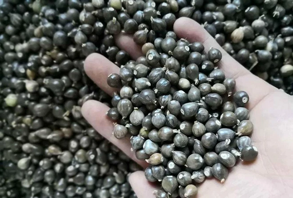 Thực hư 'hạt hút máu người' được làm chuỗi vòng đeo - Hình 3 Thuc hu 'hat hut mau nguoi' duoc lam chuoi vong deo-Hinh-3