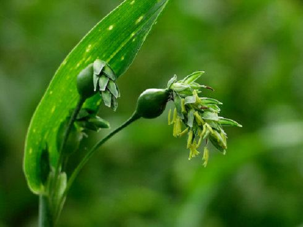 Thực hư 'hạt hút máu người' được làm chuỗi vòng đeo - Hình 12 Thuc hu 'hat hut mau nguoi' duoc lam chuoi vong deo-Hinh-12