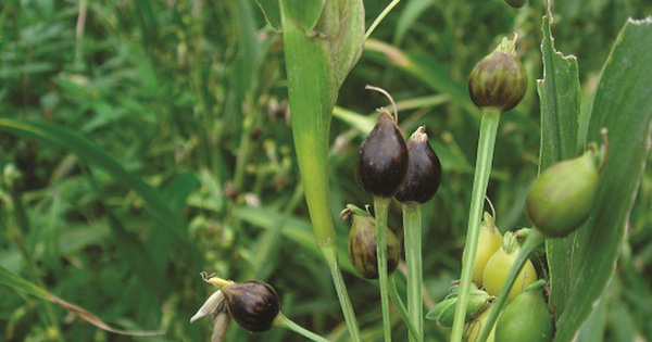 Thực hư 'hạt hút máu người' được làm chuỗi vòng đeo - Hình 7 Thuc hu 'hat hut mau nguoi' duoc lam chuoi vong deo-Hinh-7