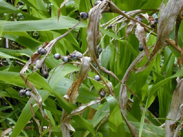 Thực hư 'hạt hút máu người' được làm chuỗi vòng đeo - Hình 9 Thuc hu 'hat hut mau nguoi' duoc lam chuoi vong deo-Hinh-9