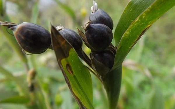 Thực hư 'hạt hút máu người' được làm chuỗi vòng đeo - Hình 4 Thuc hu 'hat hut mau nguoi' duoc lam chuoi vong deo-Hinh-4