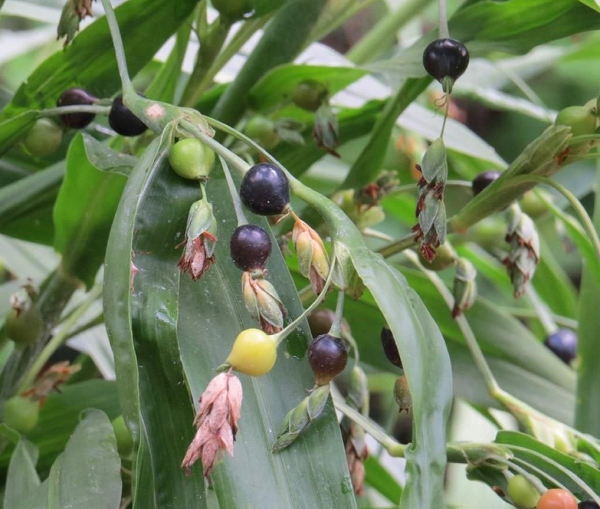 Thực hư 'hạt hút máu người' được làm chuỗi vòng đeo - Hình 8 Thuc hu 'hat hut mau nguoi' duoc lam chuoi vong deo-Hinh-8