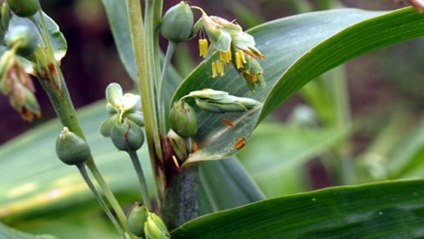 Thực hư 'hạt hút máu người' được làm chuỗi vòng đeo - Hình 11 Thuc hu 'hat hut mau nguoi' duoc lam chuoi vong deo-Hinh-11