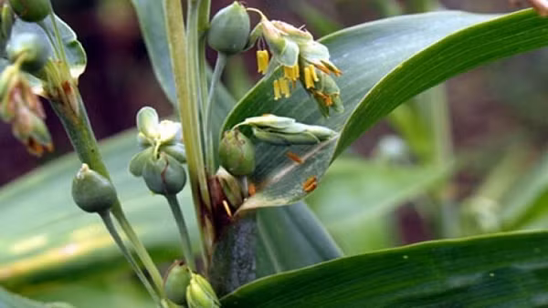 Thuc hu 'hat hut mau nguoi' duoc lam chuoi vong deo-Hinh-11