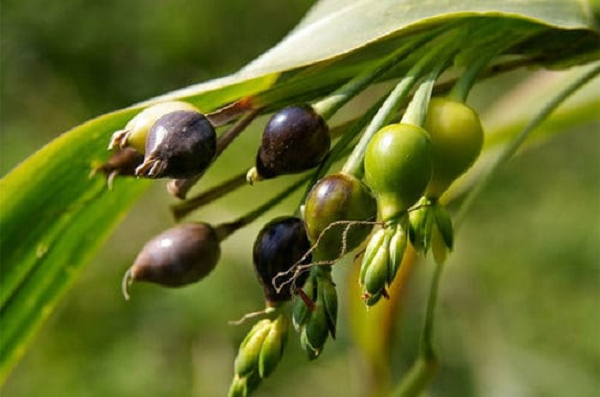 Thực hư 'hạt hút máu người' được làm chuỗi vòng đeo - Hình 6 Thuc hu 'hat hut mau nguoi' duoc lam chuoi vong deo-Hinh-6