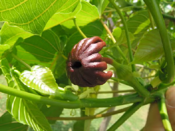 Kinh di cay Vong Dong la mot trong 5 loai doc nhat the gioi-Hinh-8