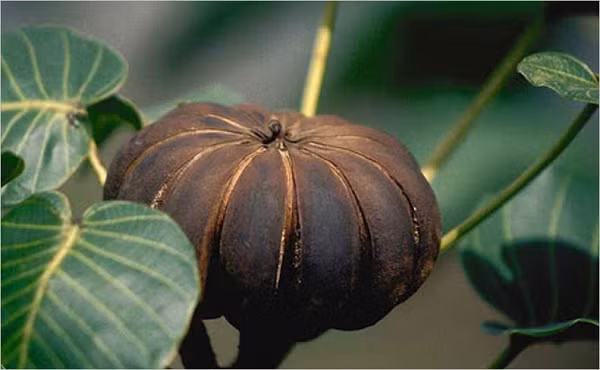 Kinh di cay Vong Dong la mot trong 5 loai doc nhat the gioi-Hinh-3