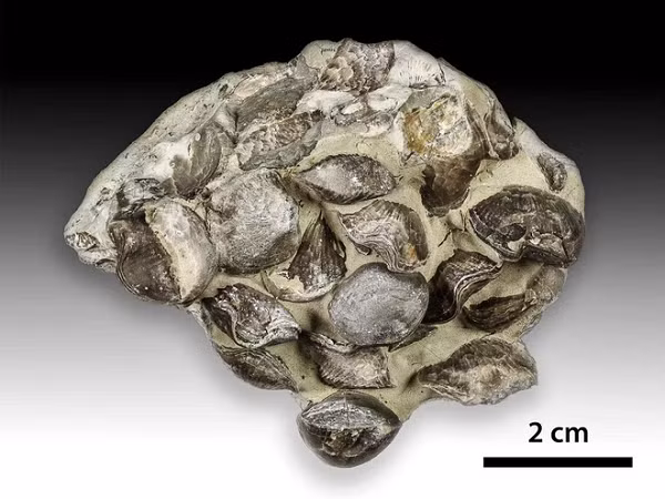 He lo nguyen nhan dan den cuoc tuyet chung bi an cuoi ky Ordovic-Hinh-12