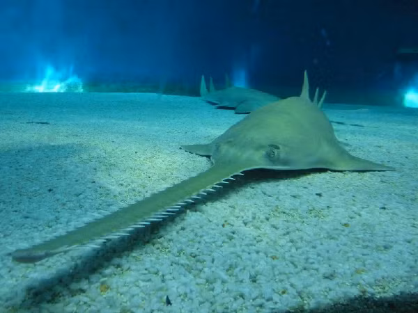 Biet gi ve loai ca thoi tien su co 'giac quan thu 6'?-Hinh-2