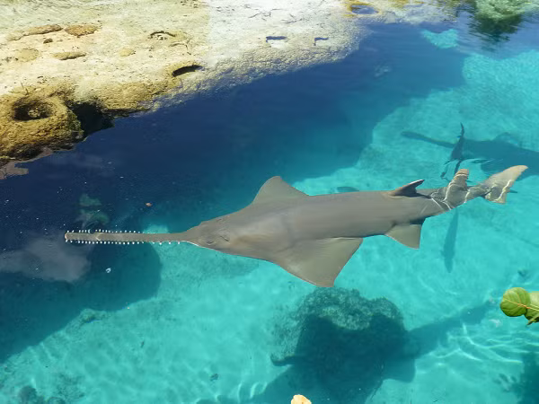 Biet gi ve loai ca thoi tien su co 'giac quan thu 6'?-Hinh-9