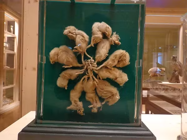 Canh bao tham hoa kinh hoang khi vua chuot xuat hien?-Hinh-2