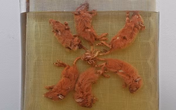 Canh bao tham hoa kinh hoang khi vua chuot xuat hien?-Hinh-9