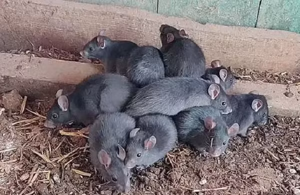 Canh bao tham hoa kinh hoang khi vua chuot xuat hien?