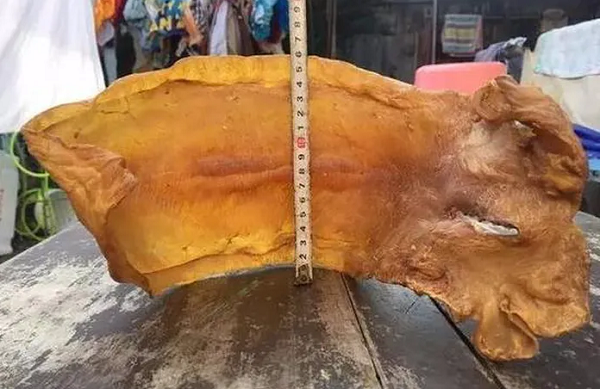 Phơi bong bóng cá, sau 38 năm giá trị đắt hơn vàng - Hình 3 Phoi bong bong ca, sau 38 nam gia tri dat hon vang-Hinh-3