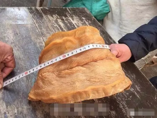 Phơi bong bóng cá, sau 38 năm giá trị đắt hơn vàng - Hình 4 Phoi bong bong ca, sau 38 nam gia tri dat hon vang-Hinh-4