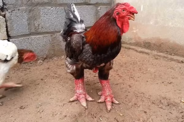 Dai gia rao riet san lung nhung giong ga la, gia tren troi