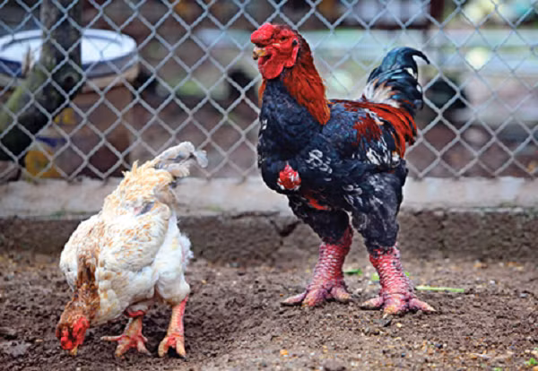 Dai gia rao riet san lung nhung giong ga la, gia tren troi-Hinh-3