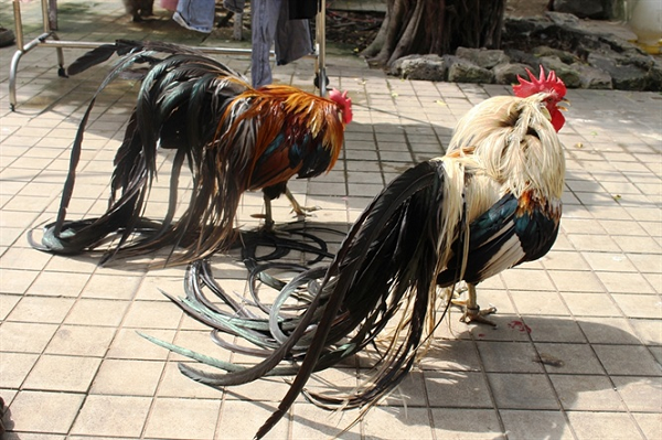 Đại gia ráo riết săn lùng những giống gà lạ, giá trên trời - Hình 10 Dai gia rao riet san lung nhung giong ga la, gia tren troi-Hinh-10