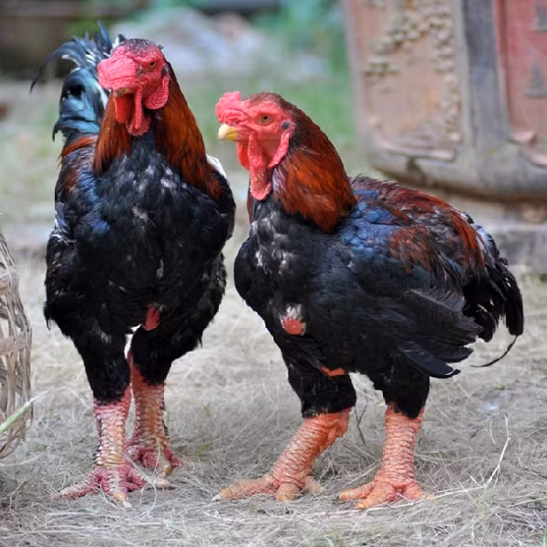 Dai gia rao riet san lung nhung giong ga la, gia tren troi-Hinh-2