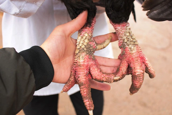 Đại gia ráo riết săn lùng những giống gà lạ, giá trên trời - Hình 7 Dai gia rao riet san lung nhung giong ga la, gia tren troi-Hinh-7