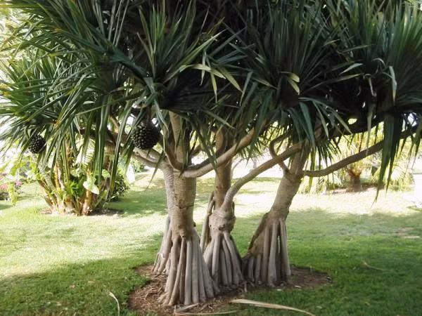 Cay Pandanus chi moc tren vung dat chua kim cuong